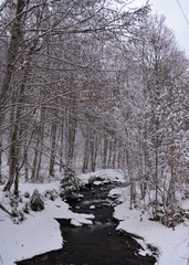 a creek in the winter forest