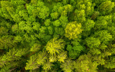 Beautiful spring forest as background. Aerial top view