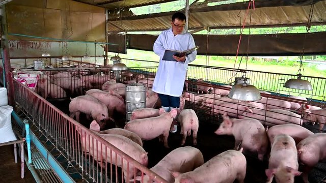 Asian veterinarian working and checking the big pig healthy in hog farms, animal and pigs farm industry