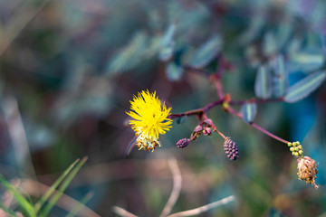 yellow flowers on a background of blue sky