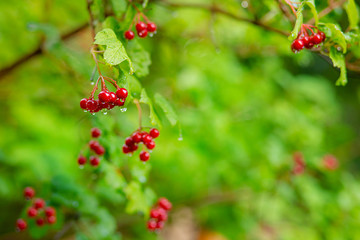 Red viburnum branch in the garden. Viburnum viburnum berries and leaves outdoors autumn fall.