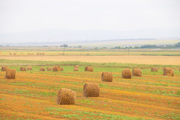 Obraz premium Field with haystacks. Russian open spaces. Dry grass twisted into stacks