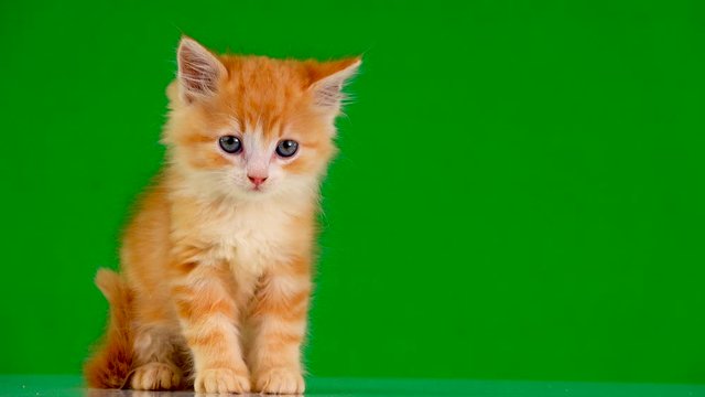 orange kitten looks in different directions on a green screen