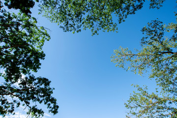 Fototapeta premium Copy space on blue sky and tree frame.