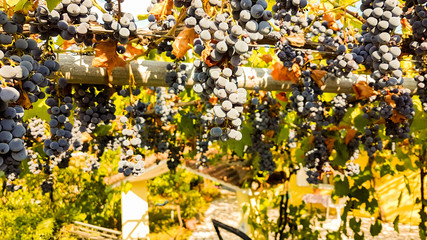 grapes ripe red black many vineyard in autumn  season