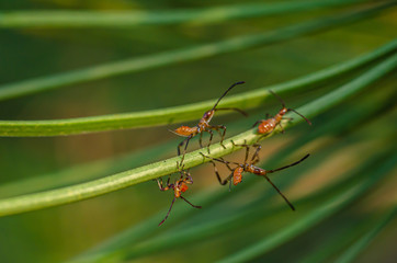 Miniature Pine seed bugs (Leptoglossus occidentalis) march along a pine needle. Macro. Soft focus.