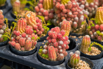 small colorful cantus in box plastic