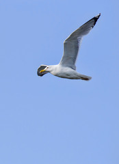 Flying seagull and blue sky