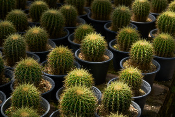 green cantus in the plastic box in farm