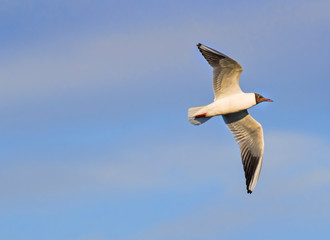 Fototapeta na wymiar Flying Pallas's Gull over the blue sky