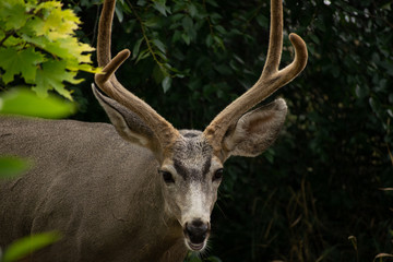 A Whitetail Buck eating leave from a tree in Coldstream, Vernon British Columbia