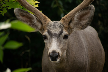 A Whitetail Buck eating leave from a tree in Coldstream, Vernon British Columbia
