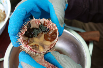 Opening a spiny sea urchin straight from the sea