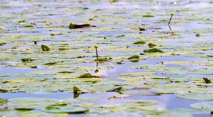 Yellow water lily on pond