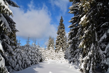 winter landscape on the mountain