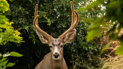 A Whitetail Buck eating leave from a tree in Coldstream, Vernon British Columbia