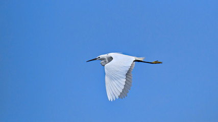 Little egret flying over the blue sky