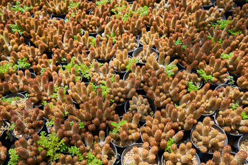 Mammillaria elongata cantus farm