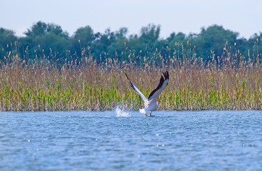 Pelican taking off from pond