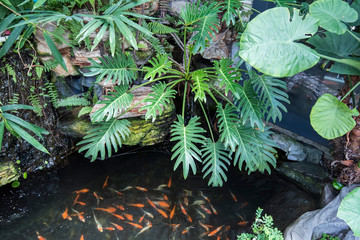 koi fishes in the pond