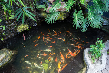 koi fishes in the pond