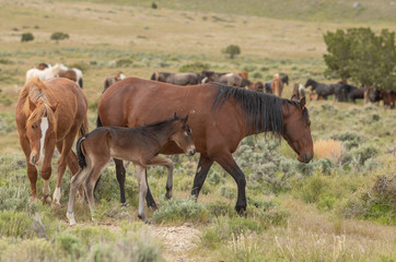 Fototapeta premium Wild Horse Mare and Her Cute Foal