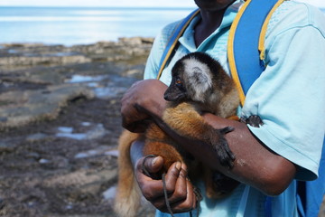 lemur auf dem arm bei einem mann auf madagaskar - 285473684