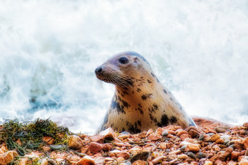 Obraz premium Grey seal and surf