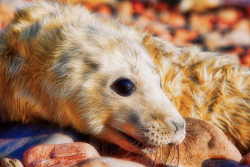 Grey seal pup on a rocky shore with the sun in his fur