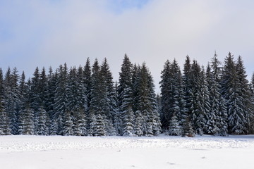 A pine forest covered with snow