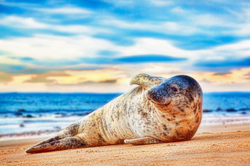 Weaned grey seal pup on a beach
