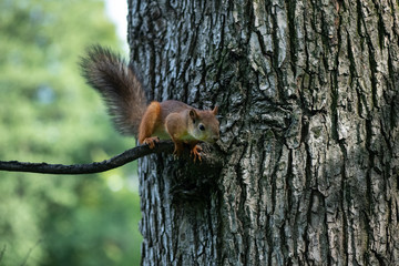 Currious squirrel on branch of tree in the park