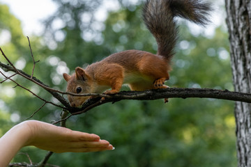 Brown squirrel trying to take food from human hand