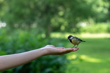 Little bird titmouse eating nuts from female hand in the green park