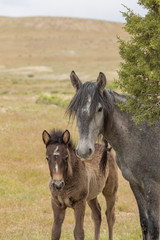 Fototapeta premium Wild Horse Mare and Her Cute Foal