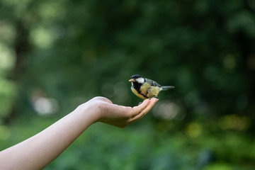 Female hand feeding small bird titmouse by nuts in the wood