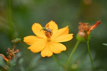 Bees and flowers