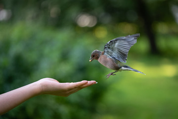 Little bird finch taking food from hman hand in the park