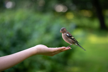 Small bird finch eating nut from female hand in the park