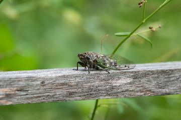 Northern Dog Day Cicada in Summer