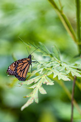 Butterfly on a Branch