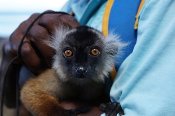 lemur auf dem arm bei einem mann auf madagaskar - 285474669