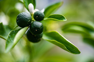Lime on Tree, citrues calamandin