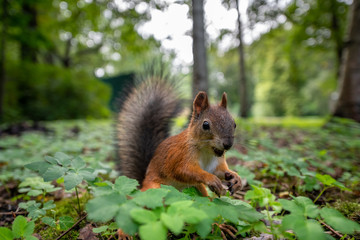 Naklejka na ściany i meble Red squirrel hide her nut in the earth of the forest