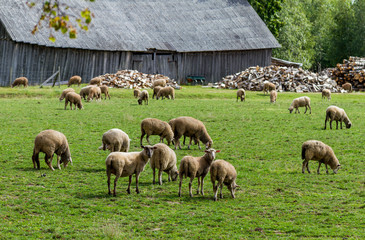 Fototapeta premium Sheep on a meadow.