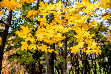 Autumn background-yellow maple leaves in the city Park 