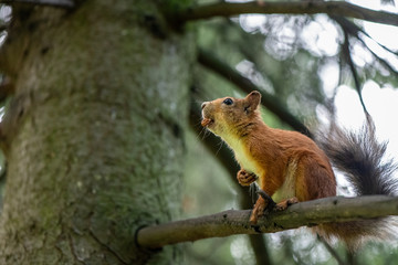 Red squirrel hiding nut on the tree in the park