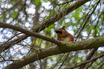 Brown squirrel cleaning her tail and sitting on the branch of spruce