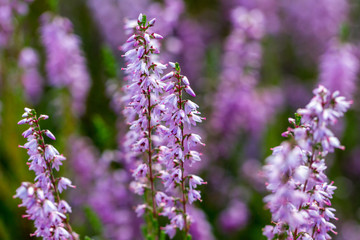 Growing violet heathers