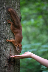Female hand feeding squirrel by nuts in the park